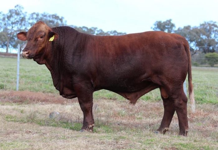 Hardigreen Park Bull and Female Sale